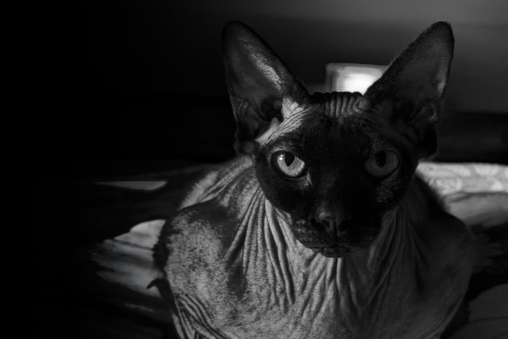 A dramatic black and white image features a Sphynx cat, adding a mystical gothic touch to alternative UK wedding stationery design.