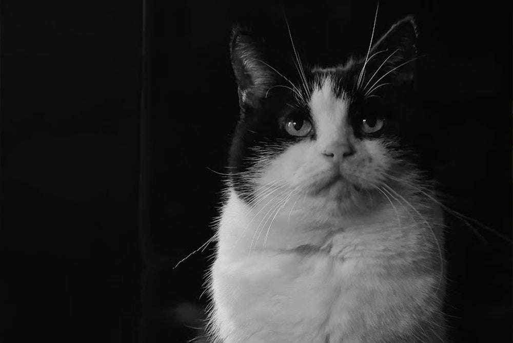 bird the cat