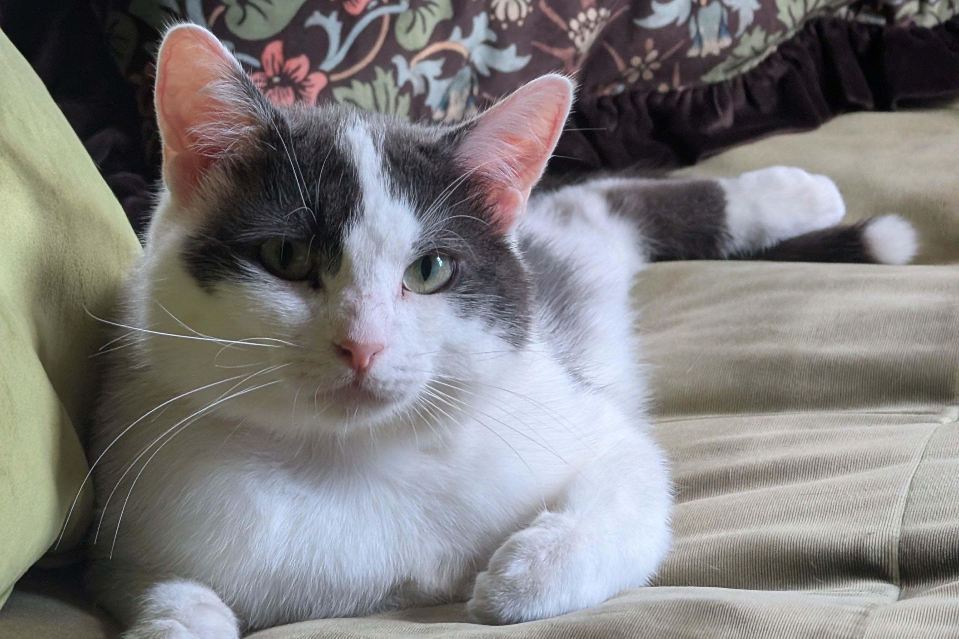 Cat sitting on a couch with a floral pillow in the background