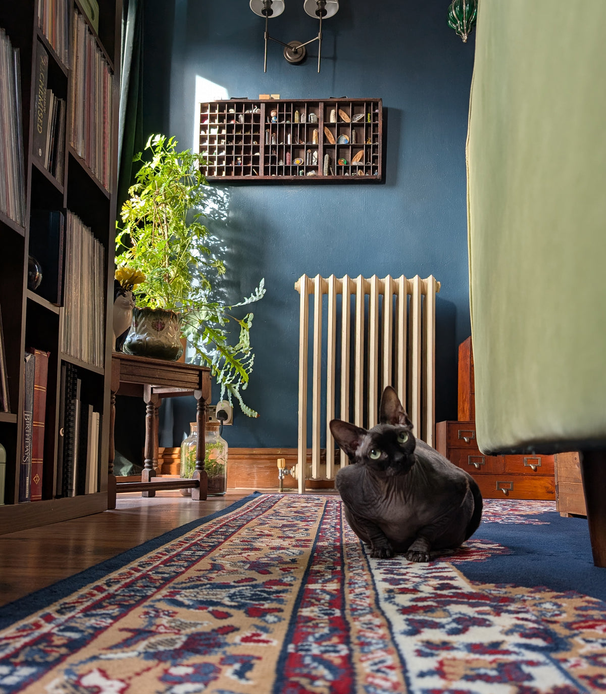 A mystical black Sphynx cat sits on a patterned rug in a vintage-style UK room with dark blue walls and romantic, dramatic decor.